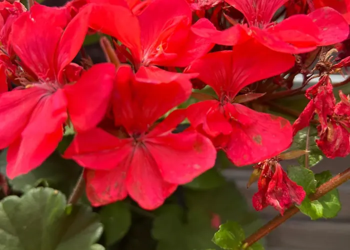 Ermstalsuite * Dettingen an der Erms